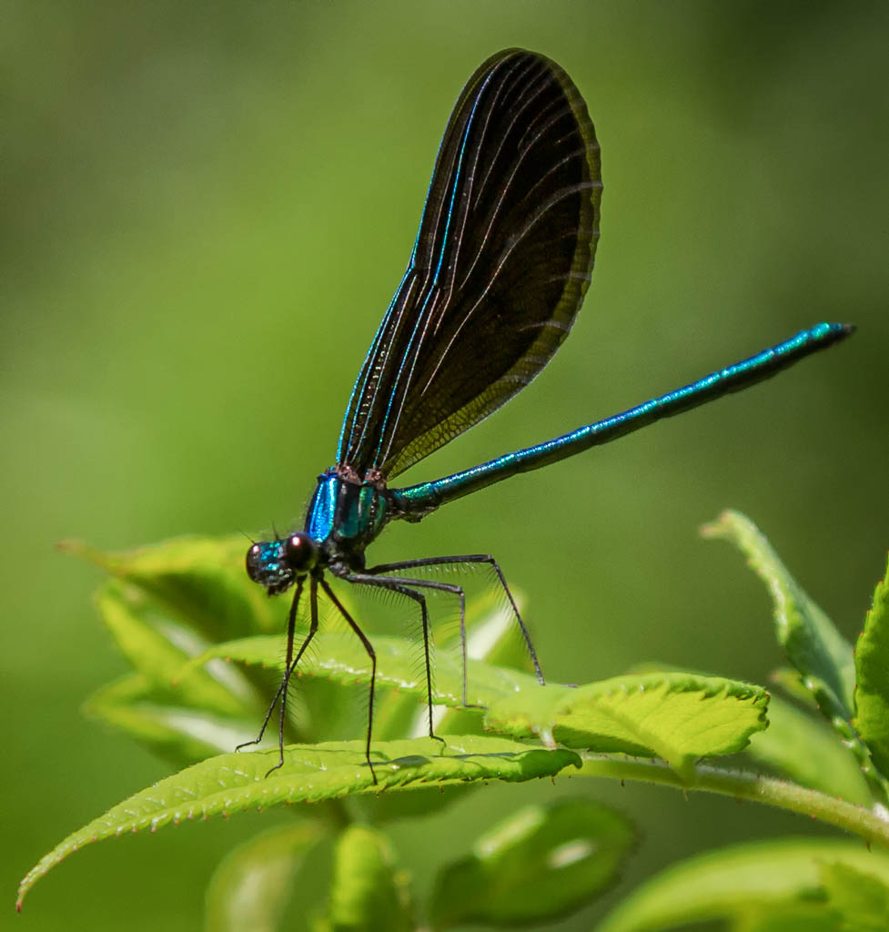 Blue Dragonfly